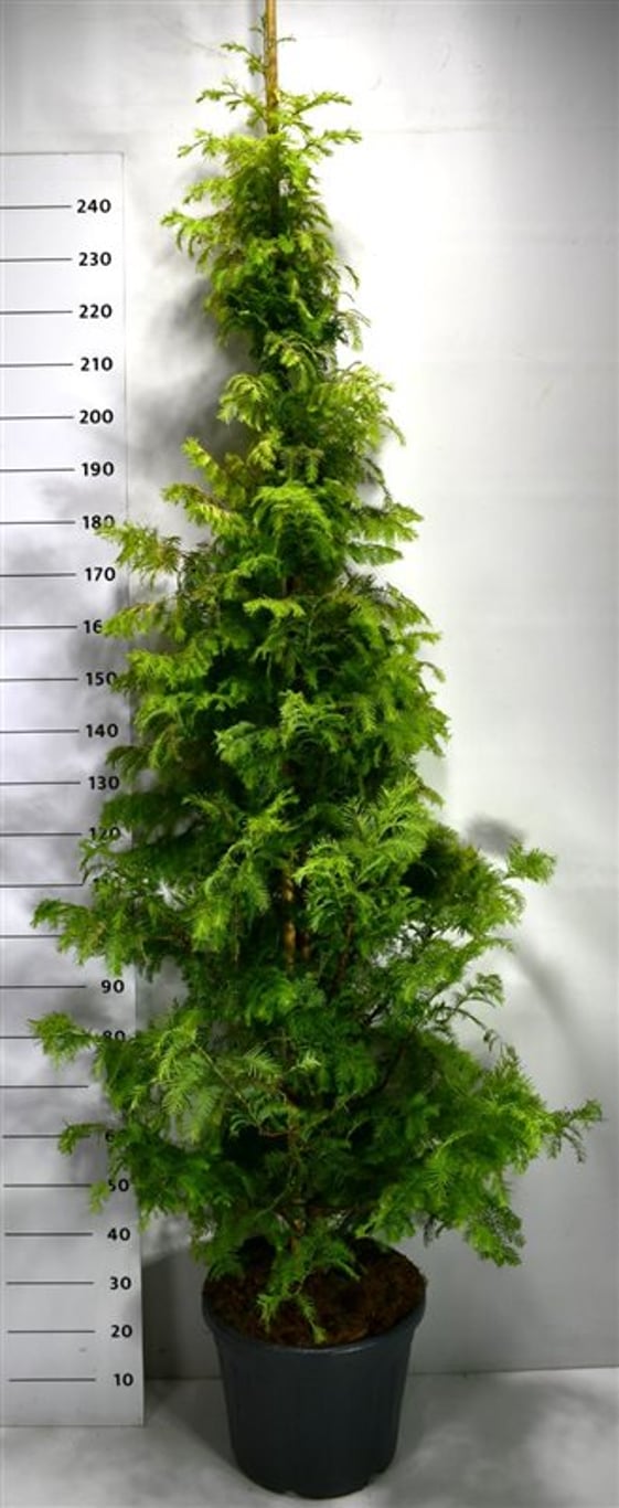 Metasequoia gl. 'Amber Glow' - C35 200-250 CM